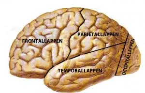 Har jeg selv valgt å alltid svare ærlig, eller kan jeg legge noe av skylden på pannelappen?
