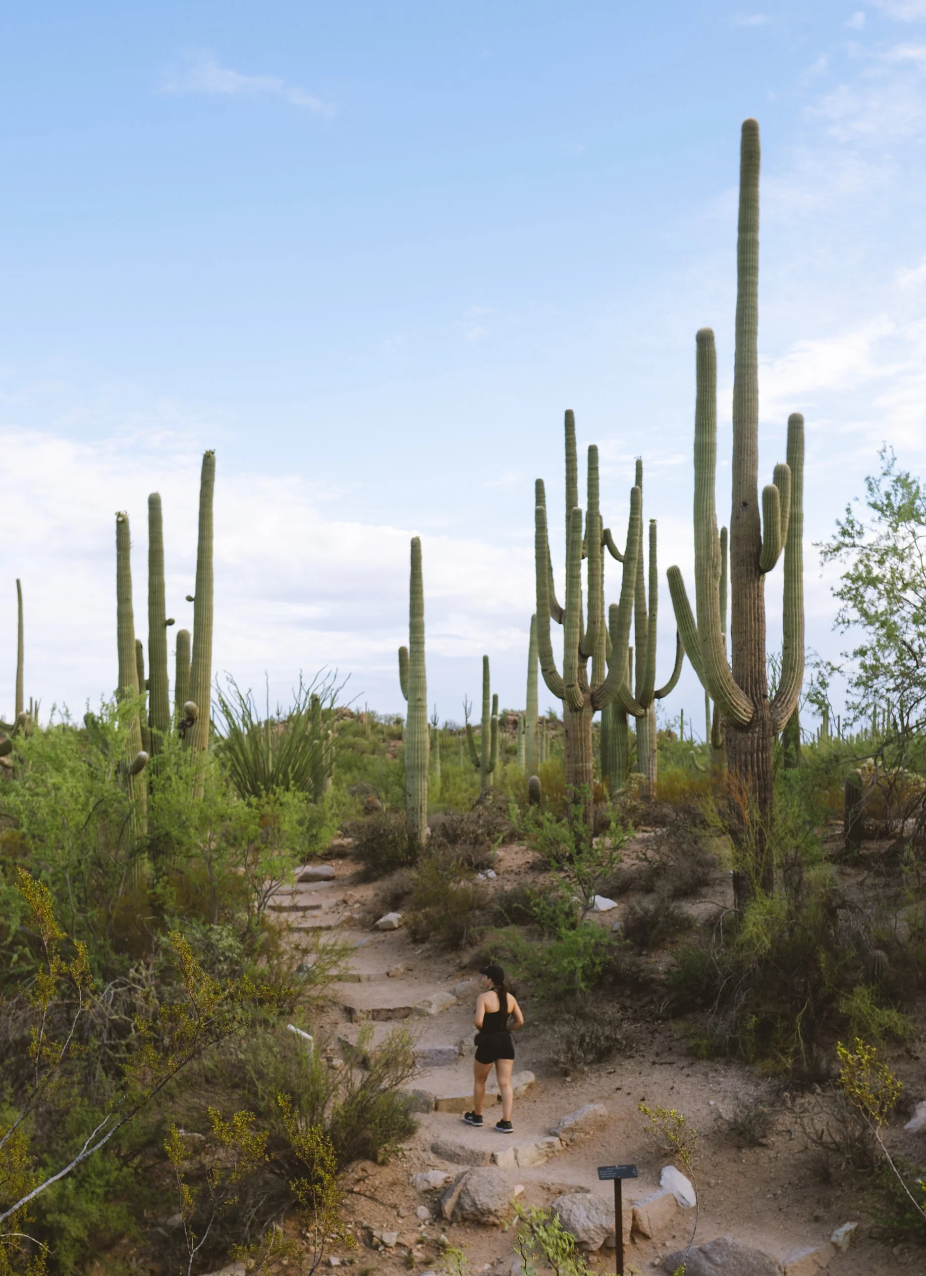 Hiking in Saguaro National Park