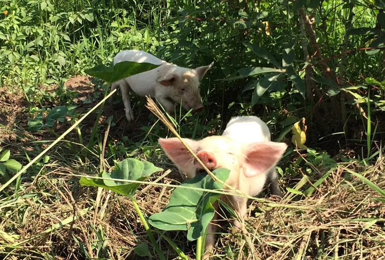 Notes from the field: Sarah and Vivienne’s final days in Buhoma