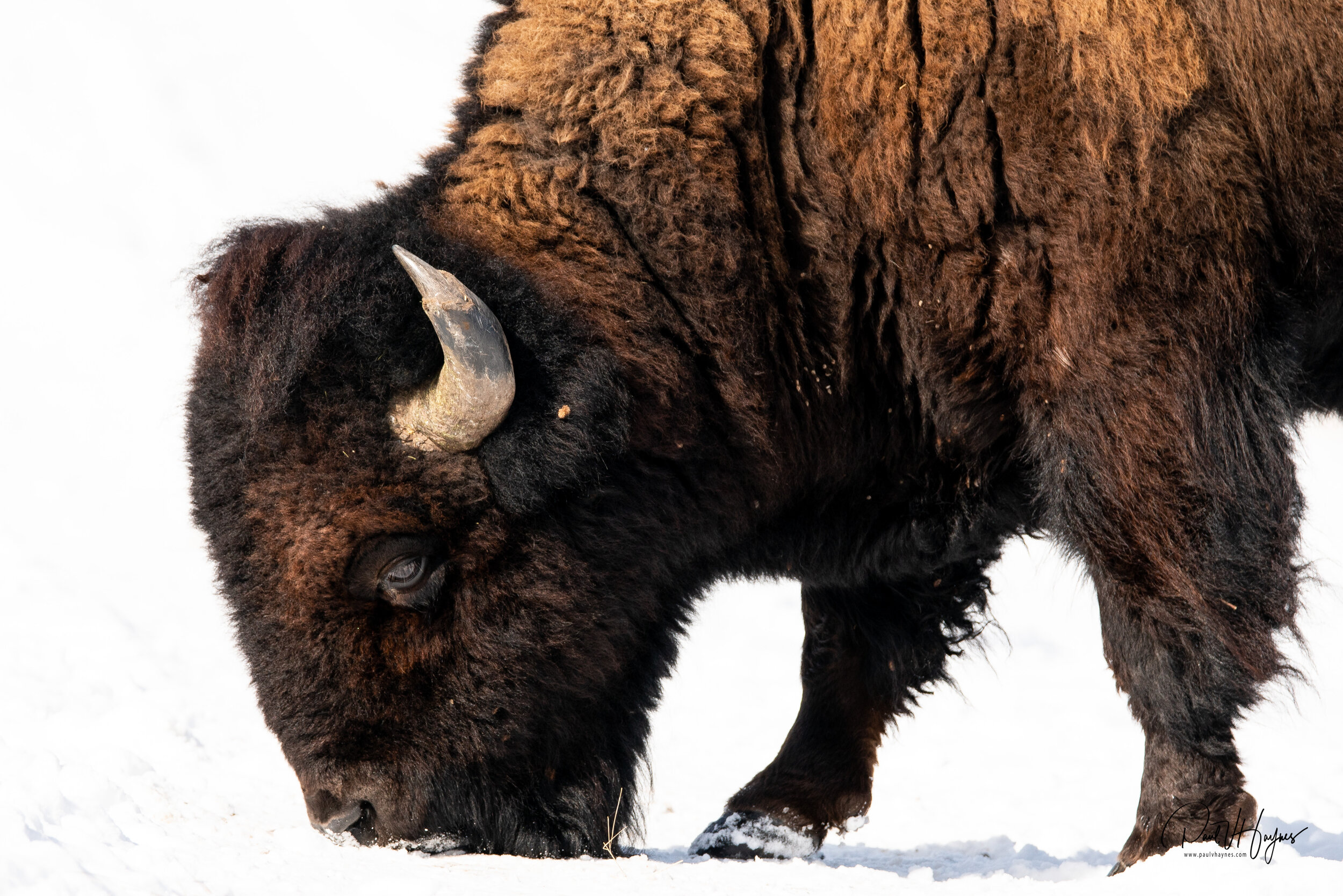 bison feeding-1.jpg