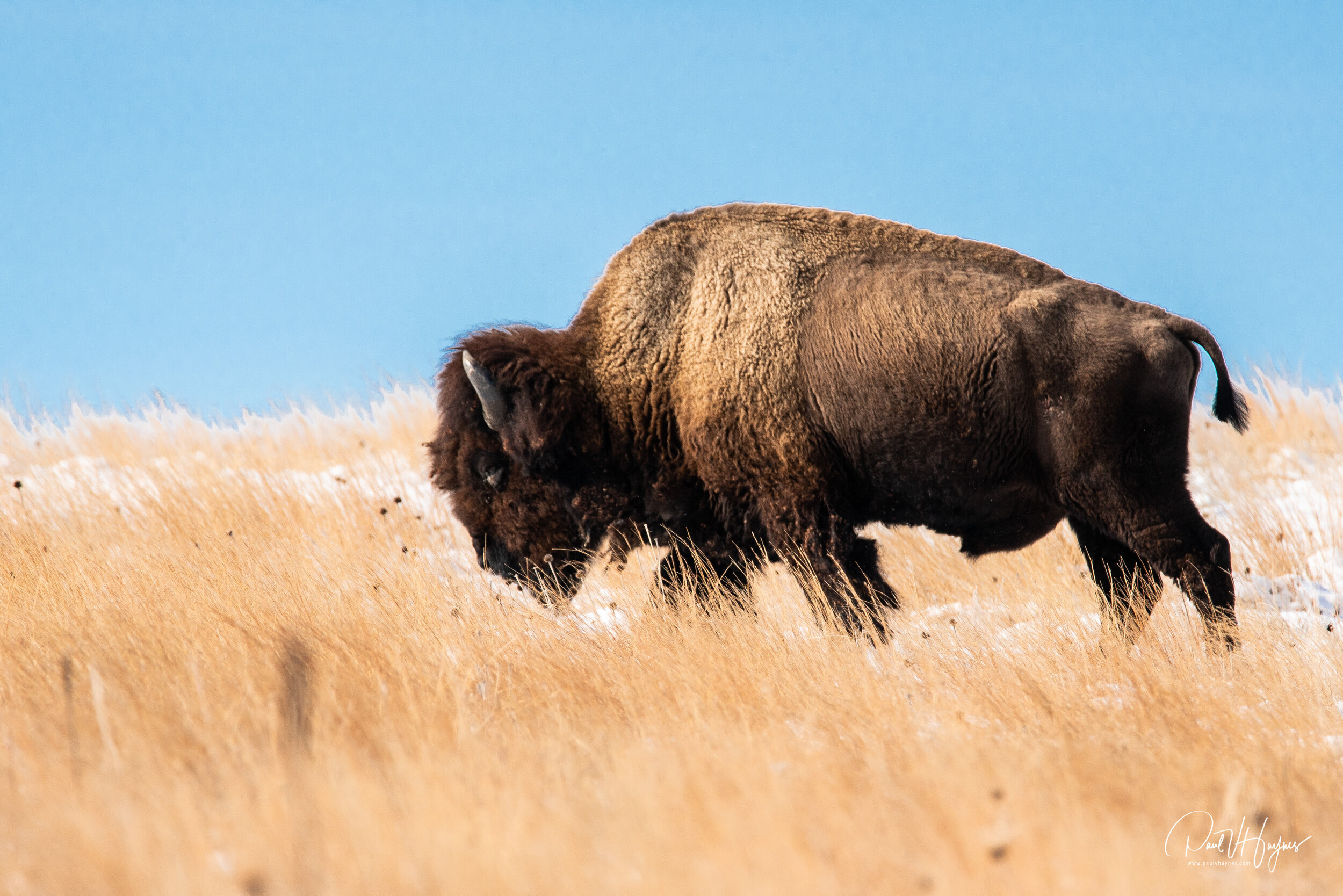 bison walking blue back-1.jpg