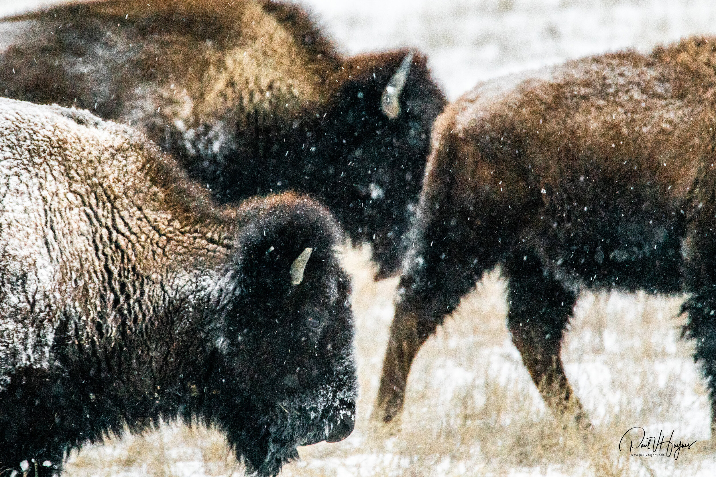 Bison walking in snow (1 of 1).jpg