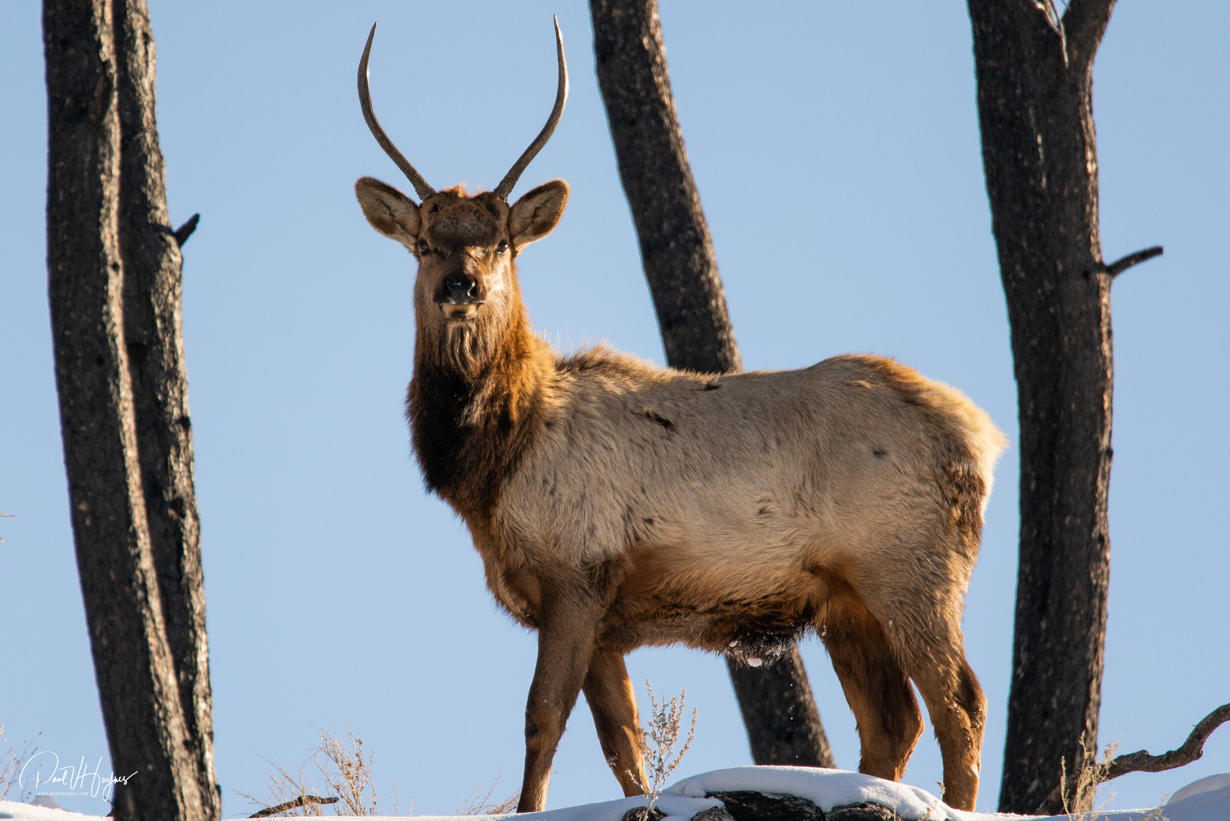 bull elk, spikey (1 of 1).jpg