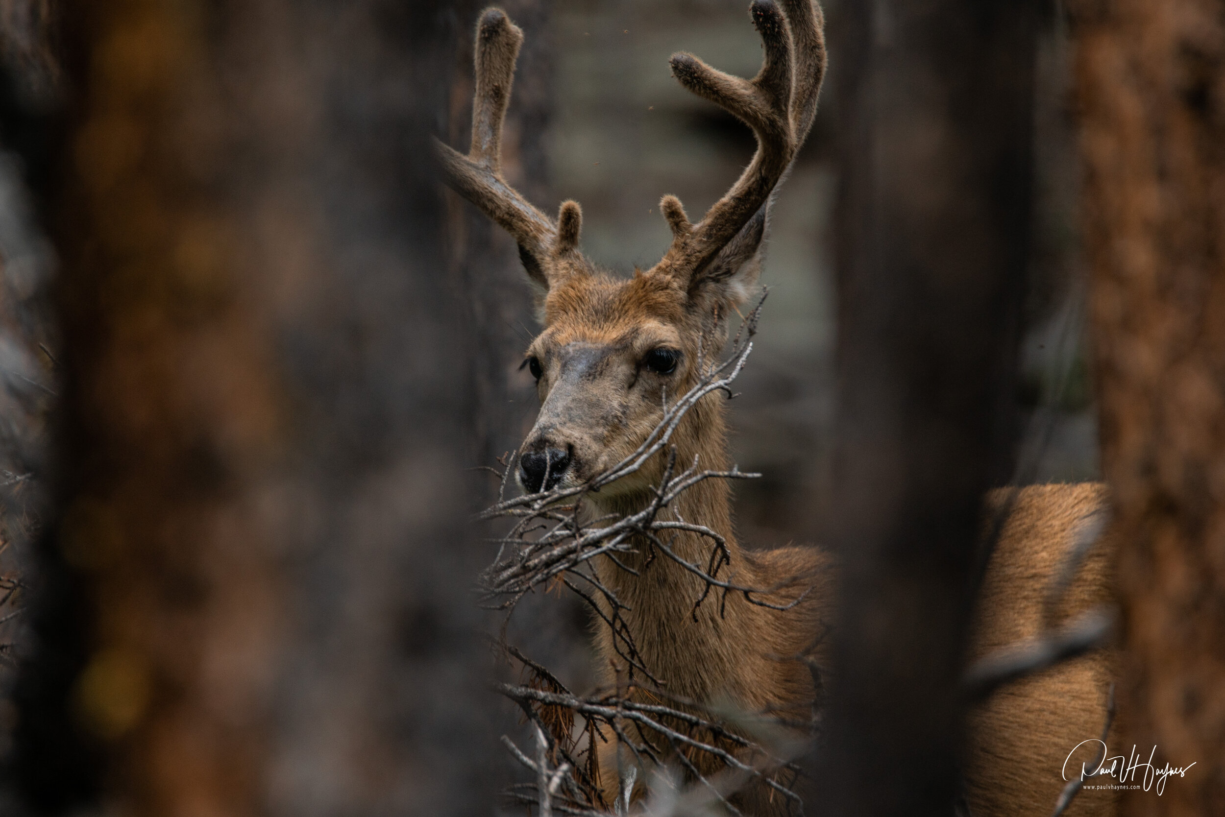 muley through the trees up close-1.jpg