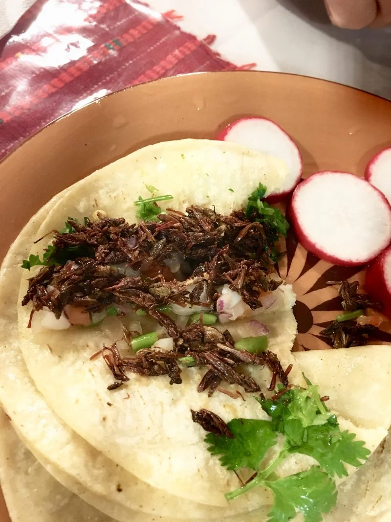 Trying a cricket taco at Oaxaquena in Albany