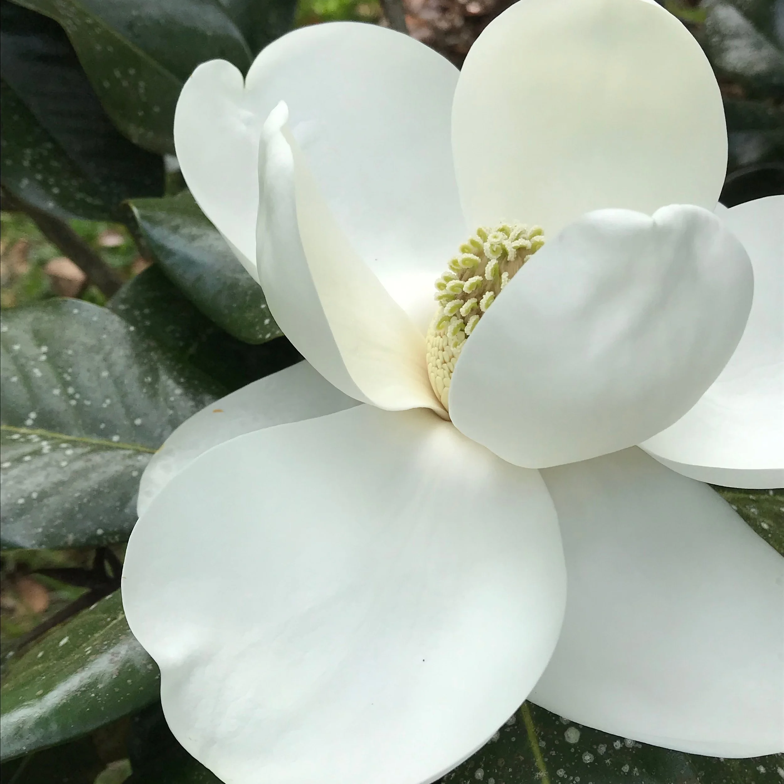 Magnolia, you sweet thing