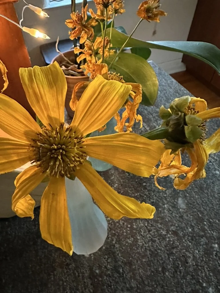 Reality has dropped its petals