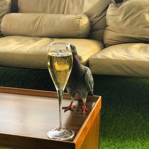 Champagne Pigeon.jpeg