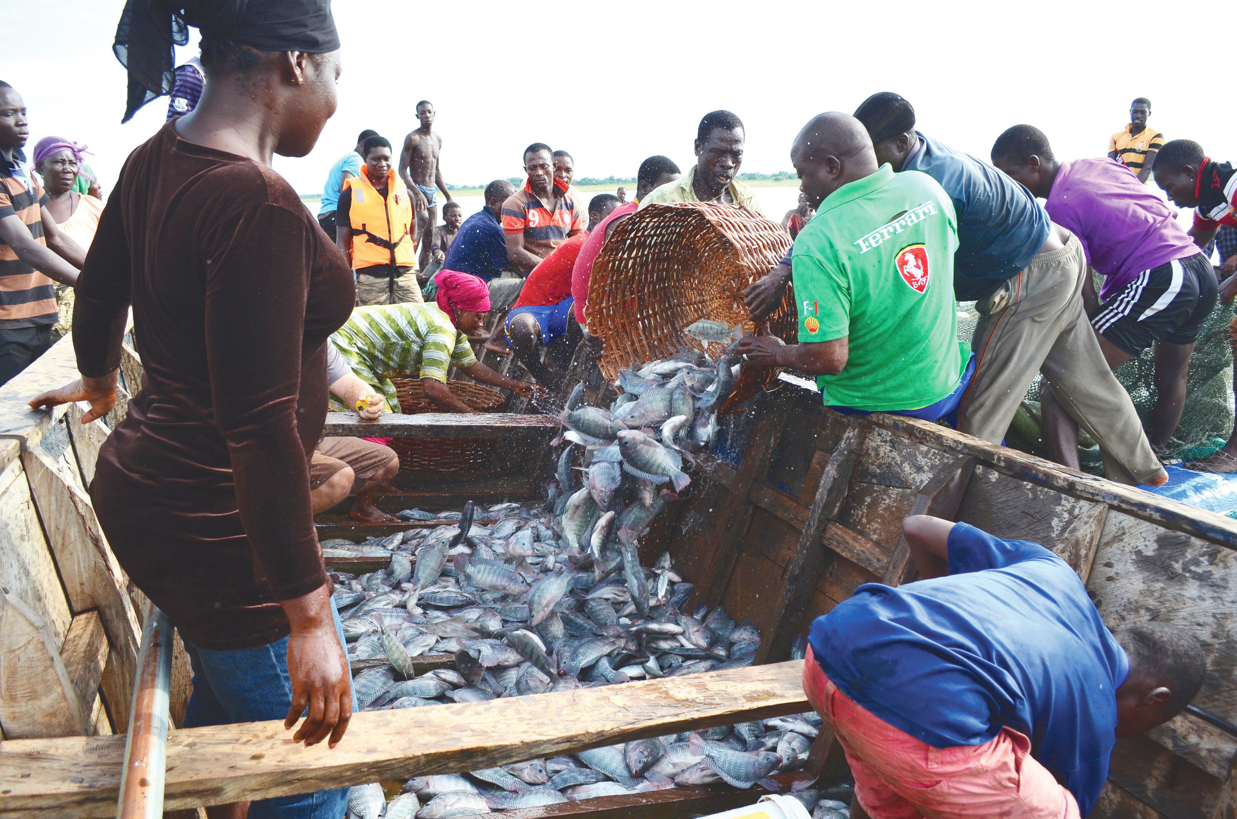 harvesting fish from a cage