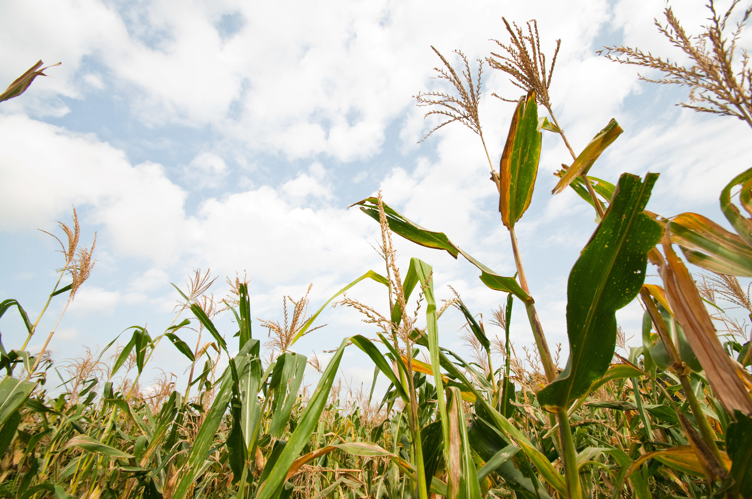 the family maize field