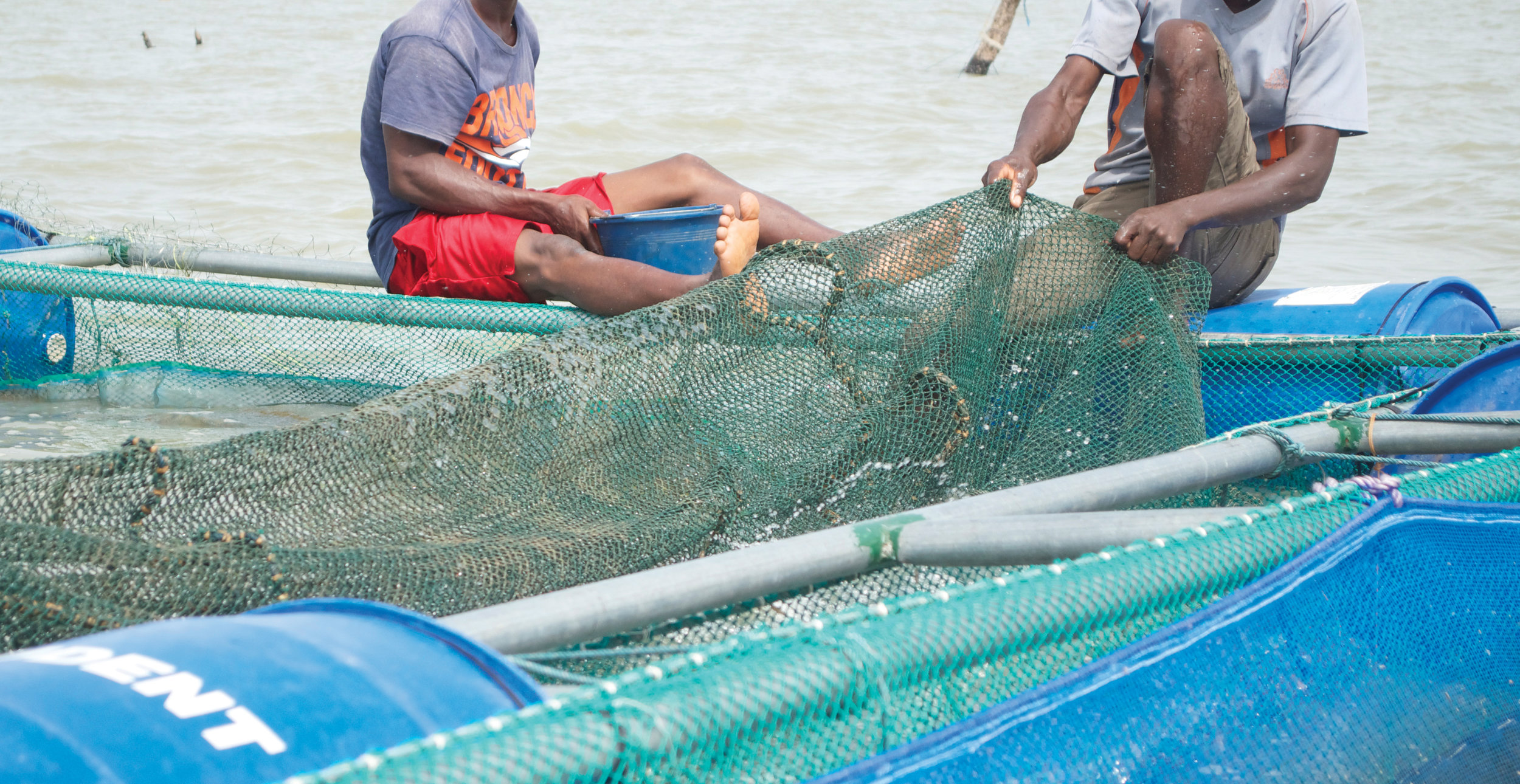 Ghana Fish — Mercy Project