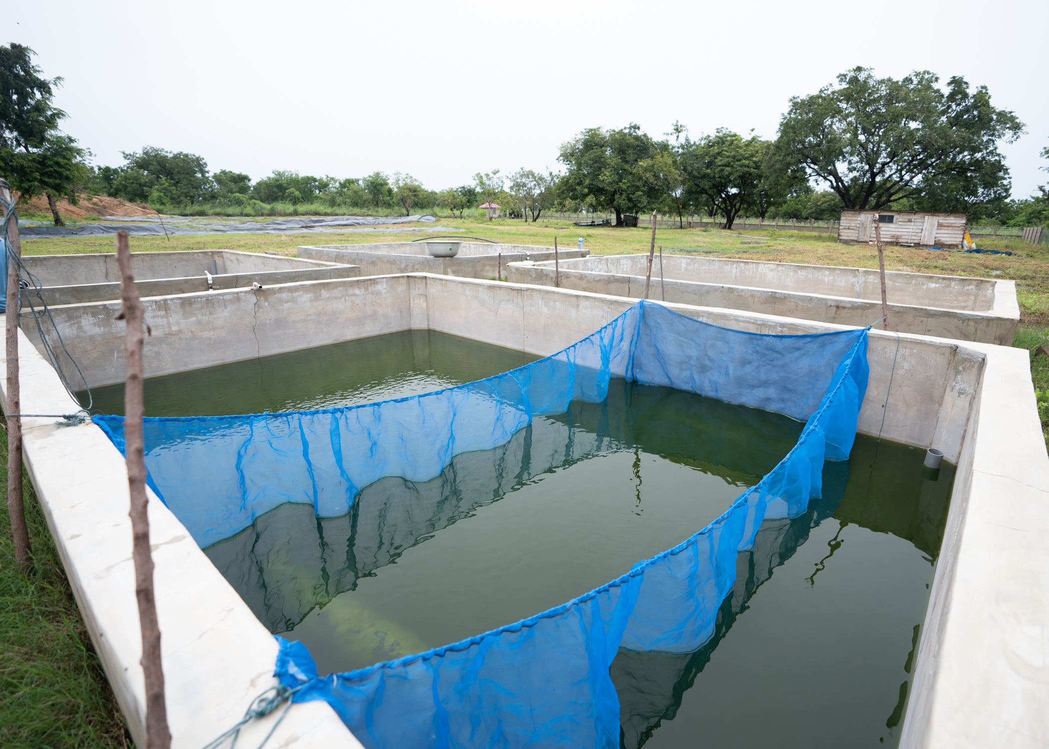 netting for fry