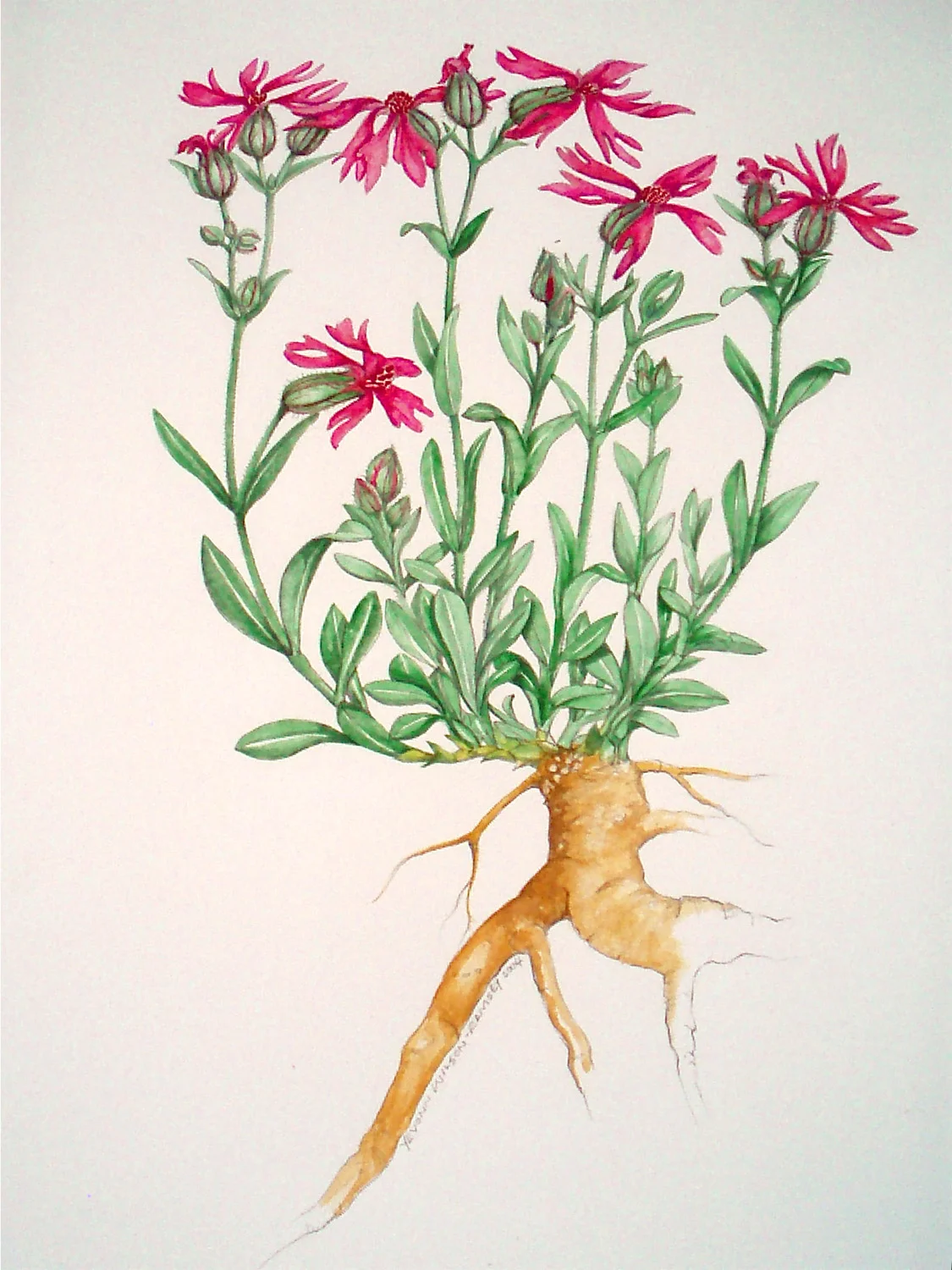 Silene petersonii