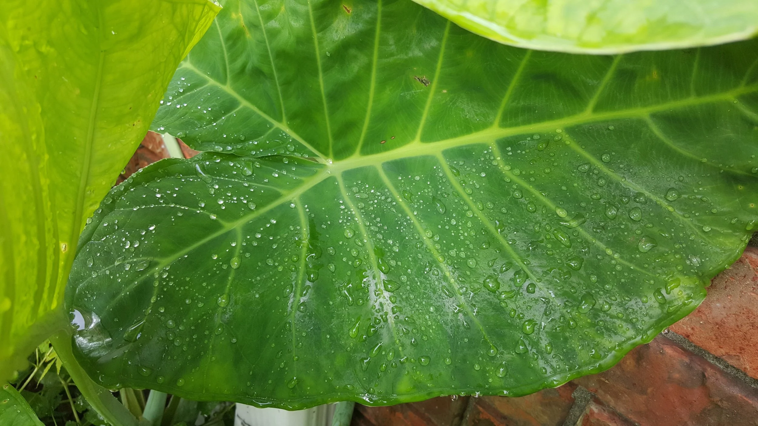 big green leaves.jpg