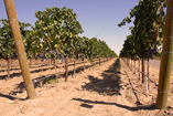 DoubleCanyonVineyard.png