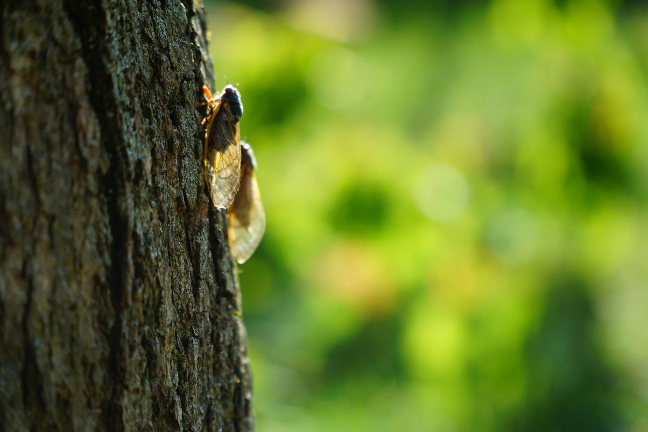 The Return of Brood XIII: What Cicadas Can Teach Us About Financial Planning