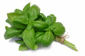 basil.jpeg
