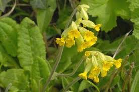 cowslip.jpeg