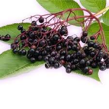 Elderberry.jpeg