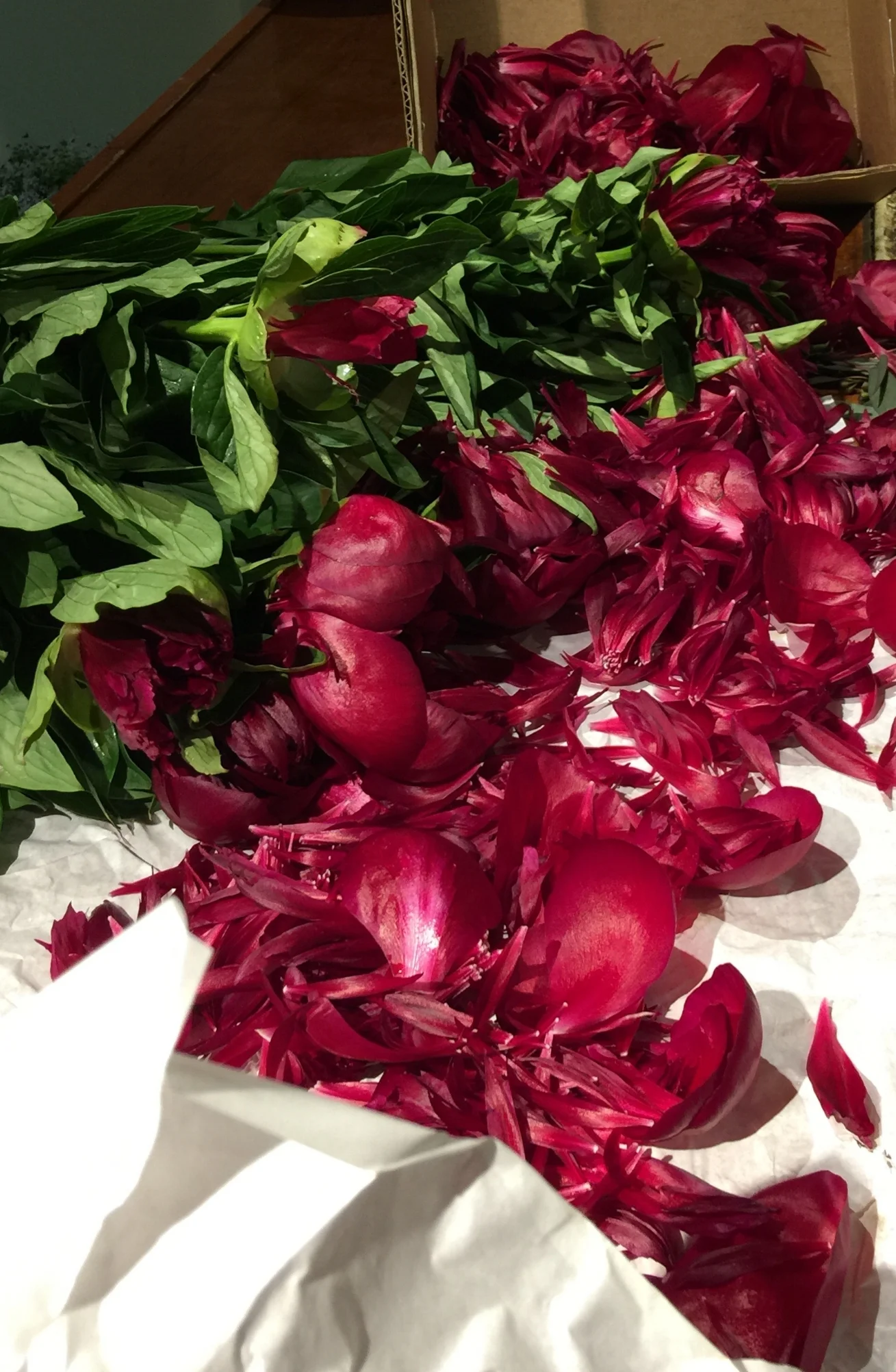 when peonies blow up.jpg