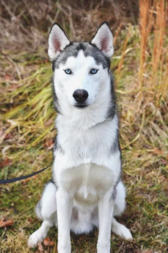 Kovu.jpg