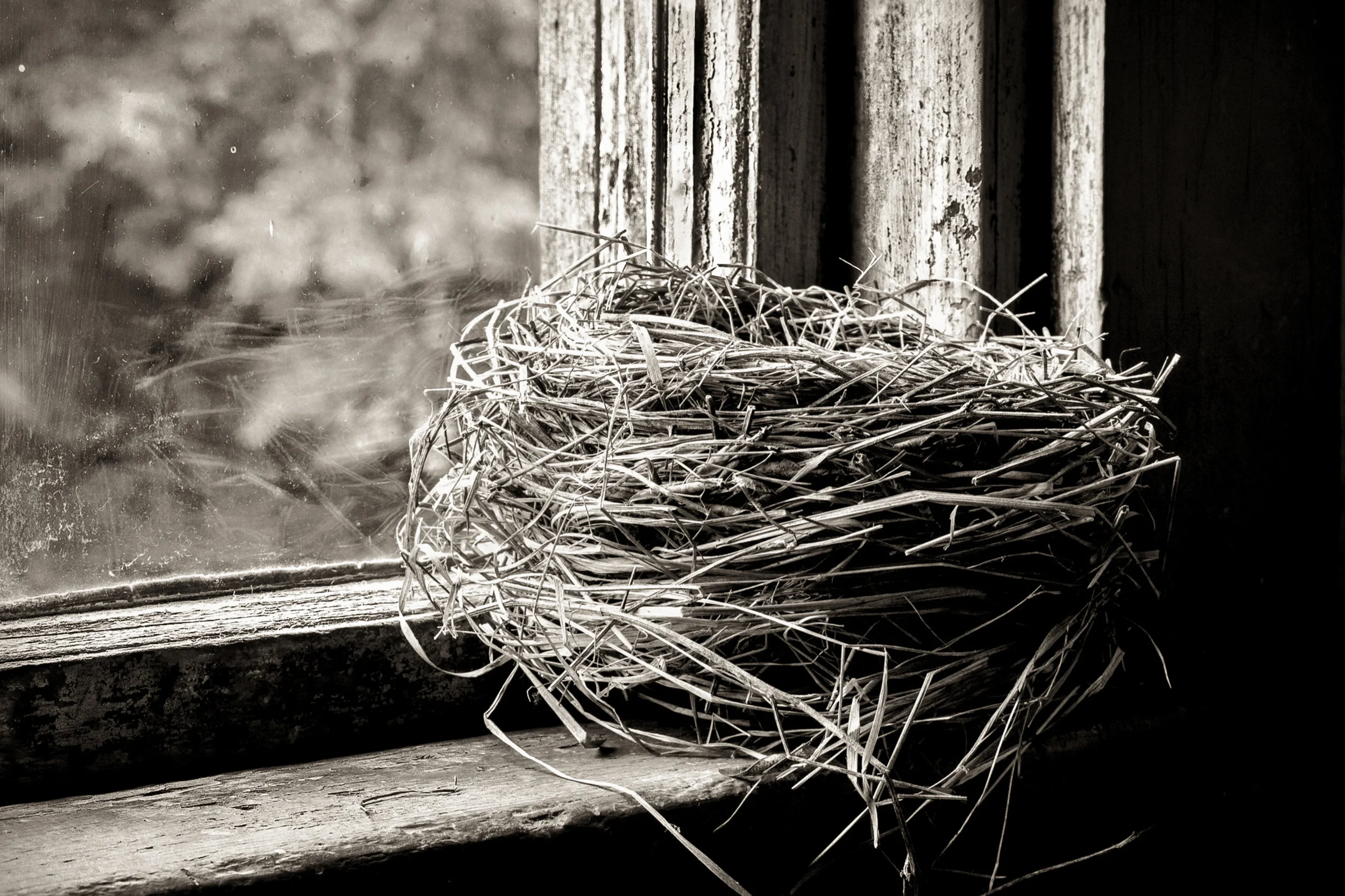 _MG_2346 nest best.jpg