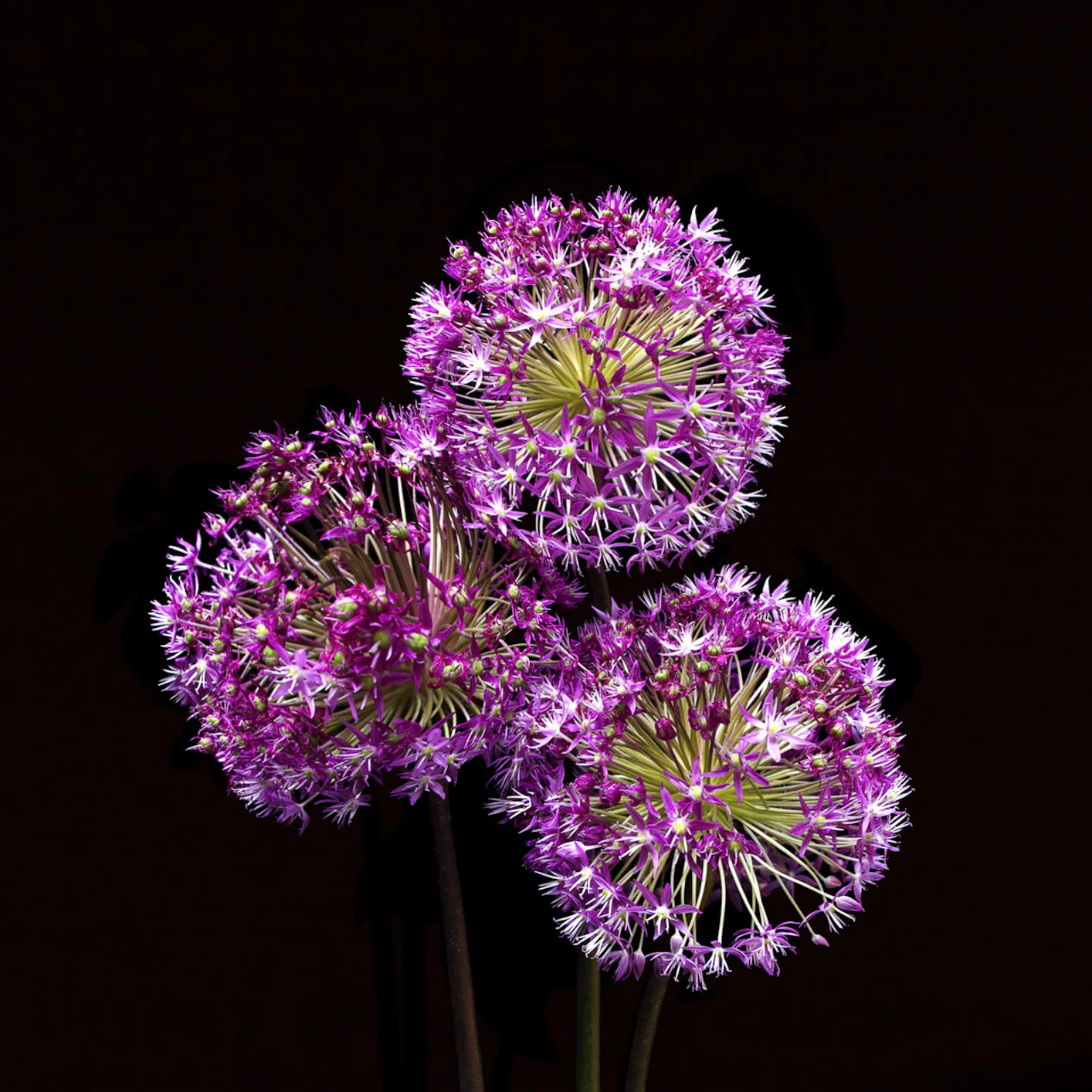 _MG_6986 30.jpg