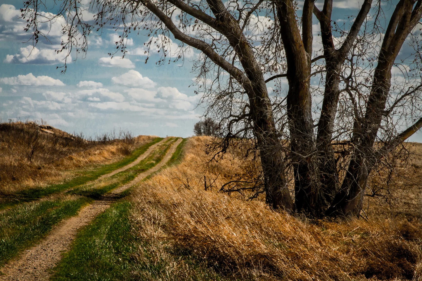 _MG_9387treeroad.jpg
