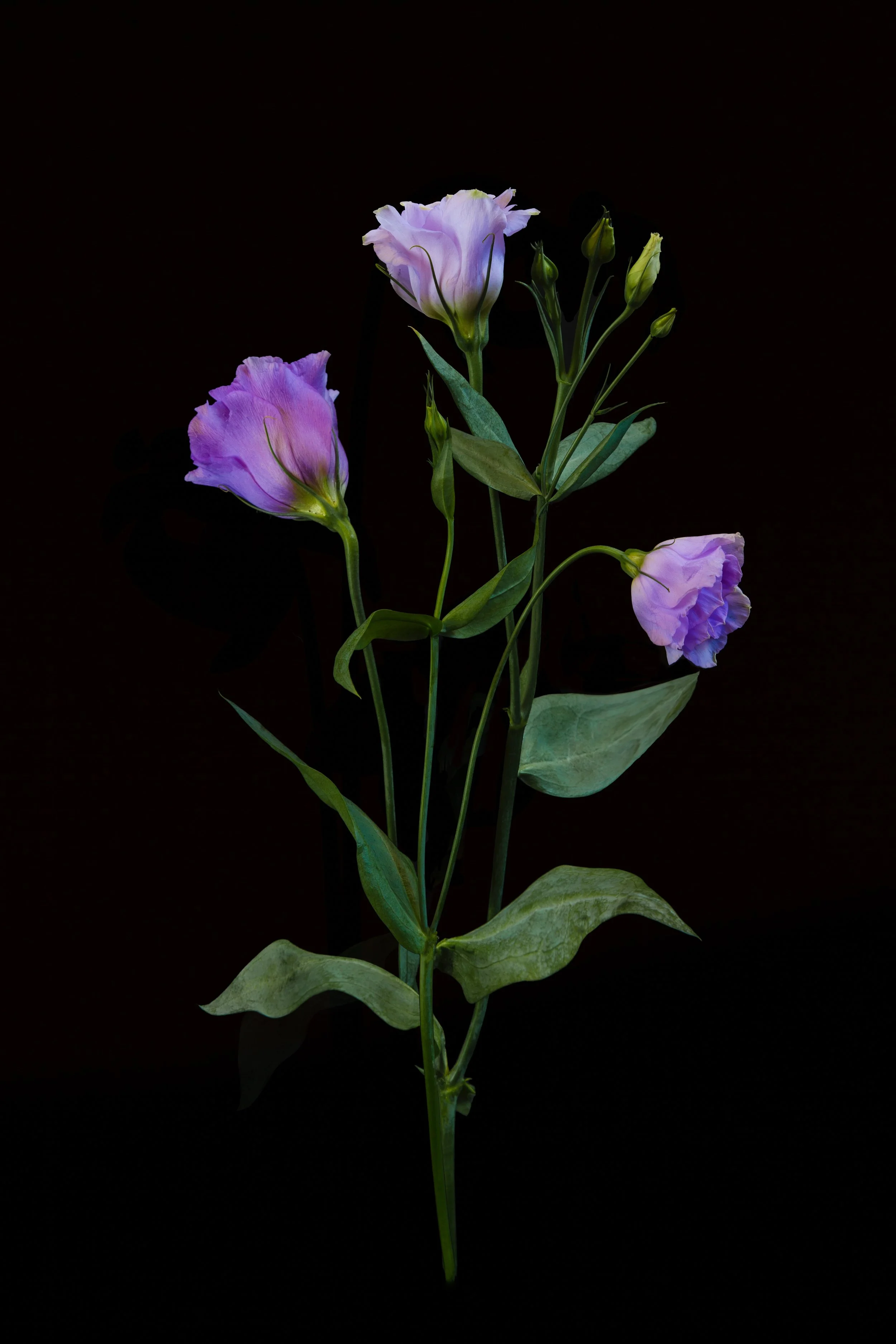 8127A.jpg