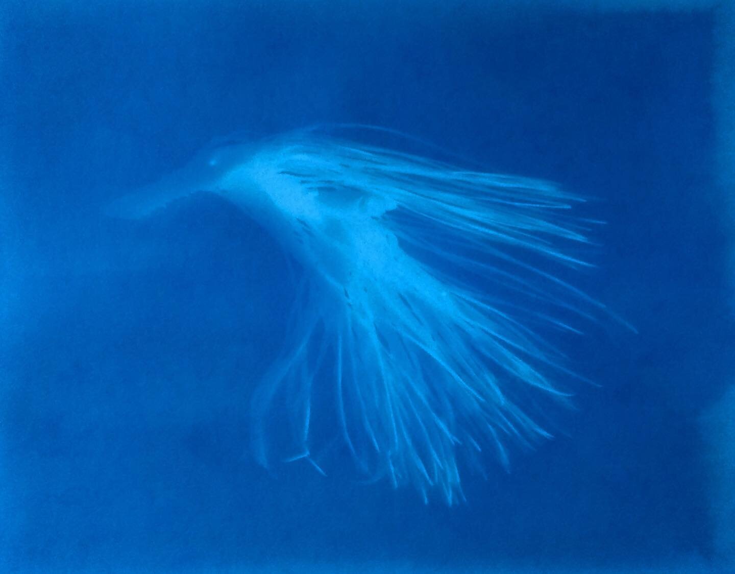 NEW CYANOTYPE PRINTING WORKSHOP DATES announced!  Join artist @tadhg.o in this wonderful Cyanotype printing workshop for beginners or as a continuation of what you learnt in the previous workshop. 
Dates: Friday 5th August  7pm-8.30pm &amp; Saturday 