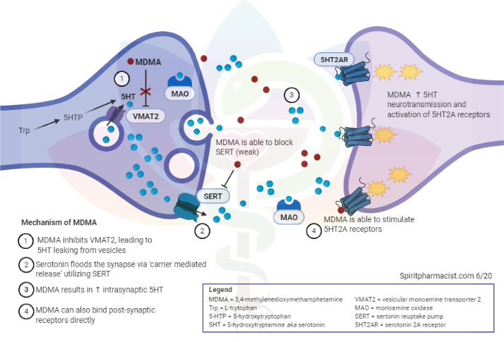 Putative mechanism of MDMA at serotonin 2A synapses