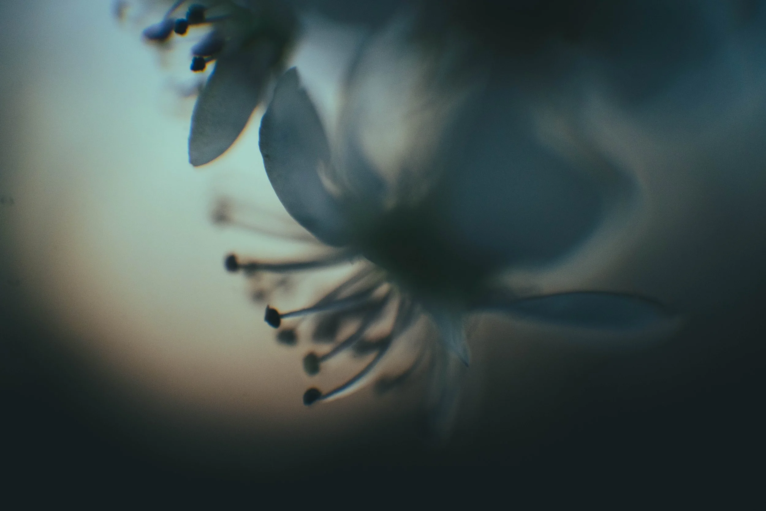 Photo a Day Challenge | Remembering My Mom