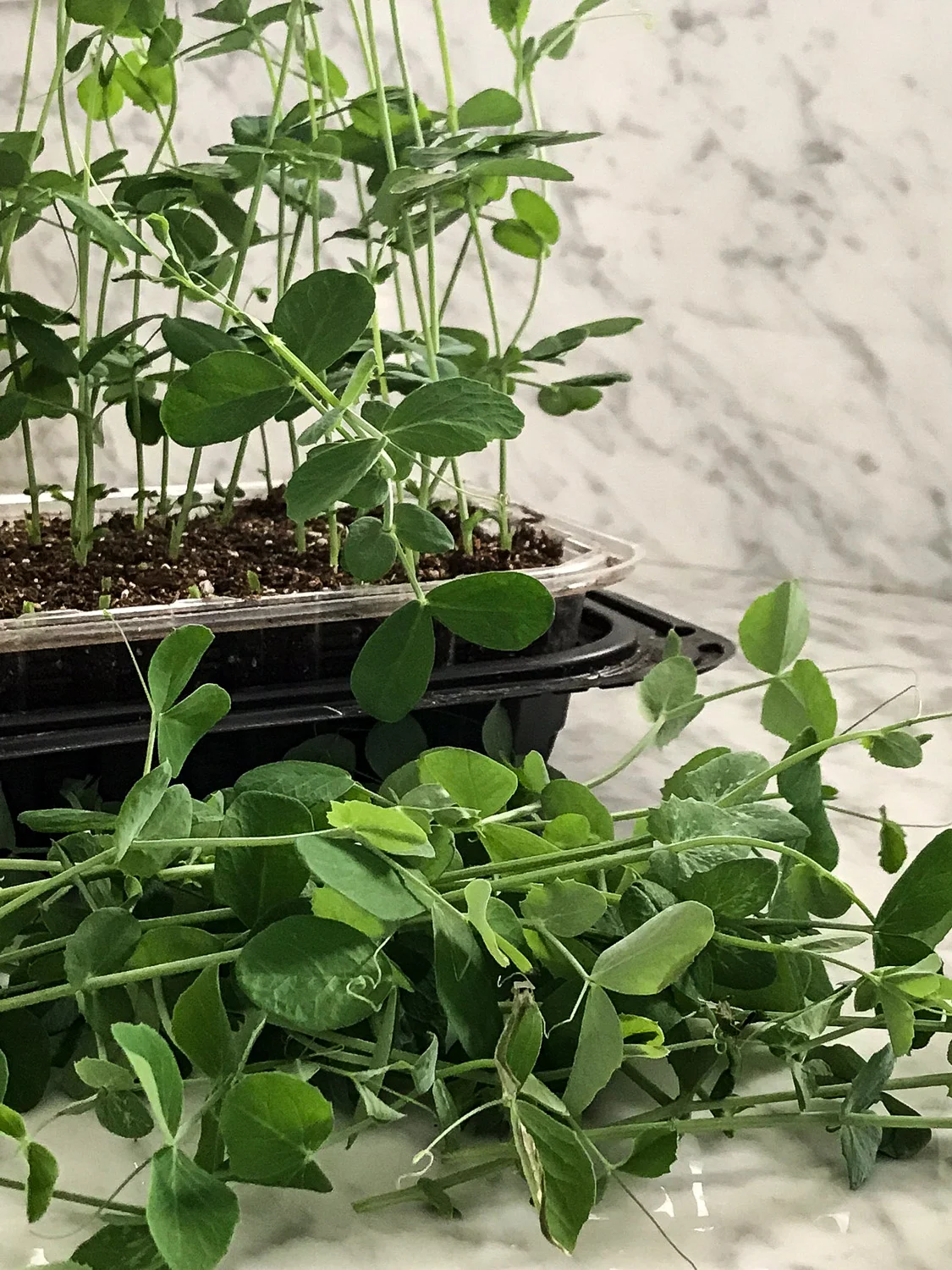 Pea sprouts ready for harvest.