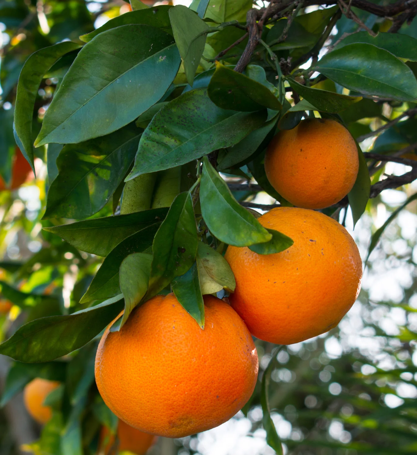 Oranges in our own tree.