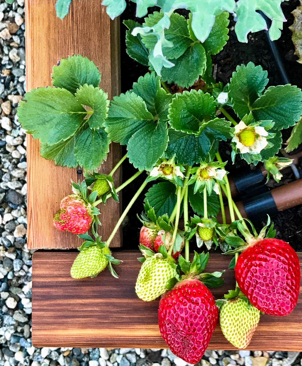 Fresh strawberries still on the vine.