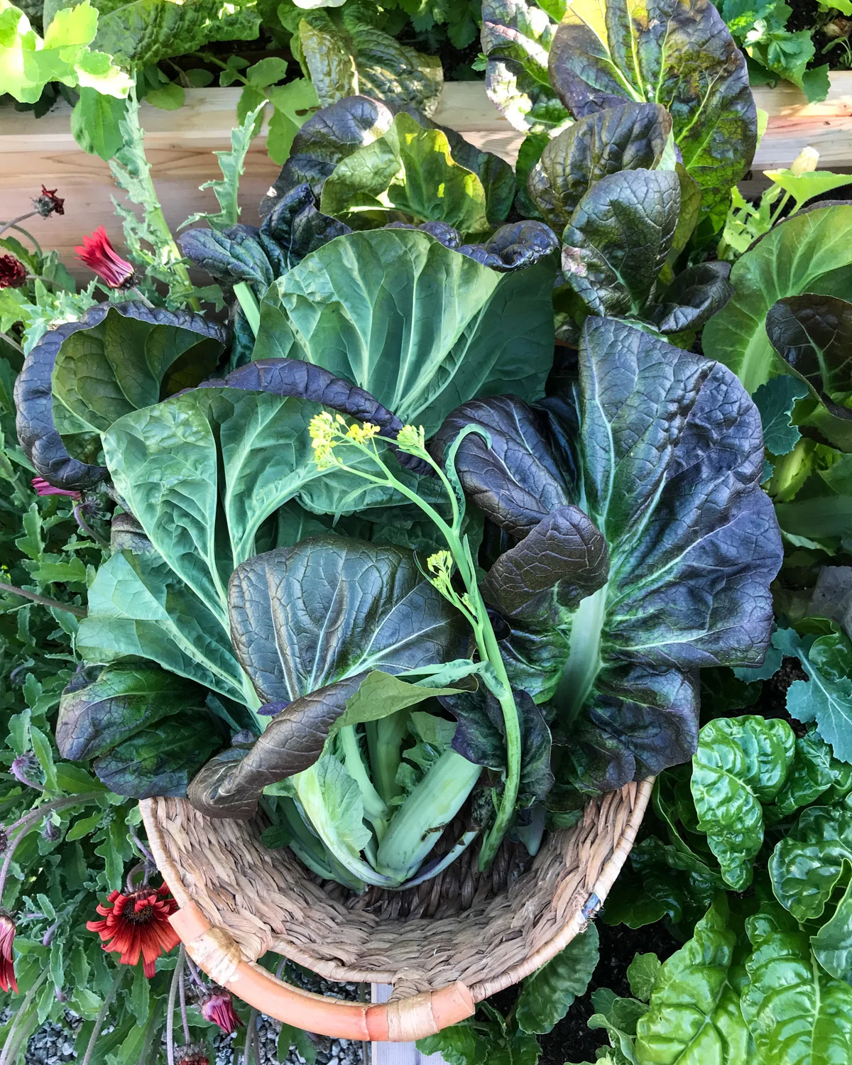 Purple Mustard Greens