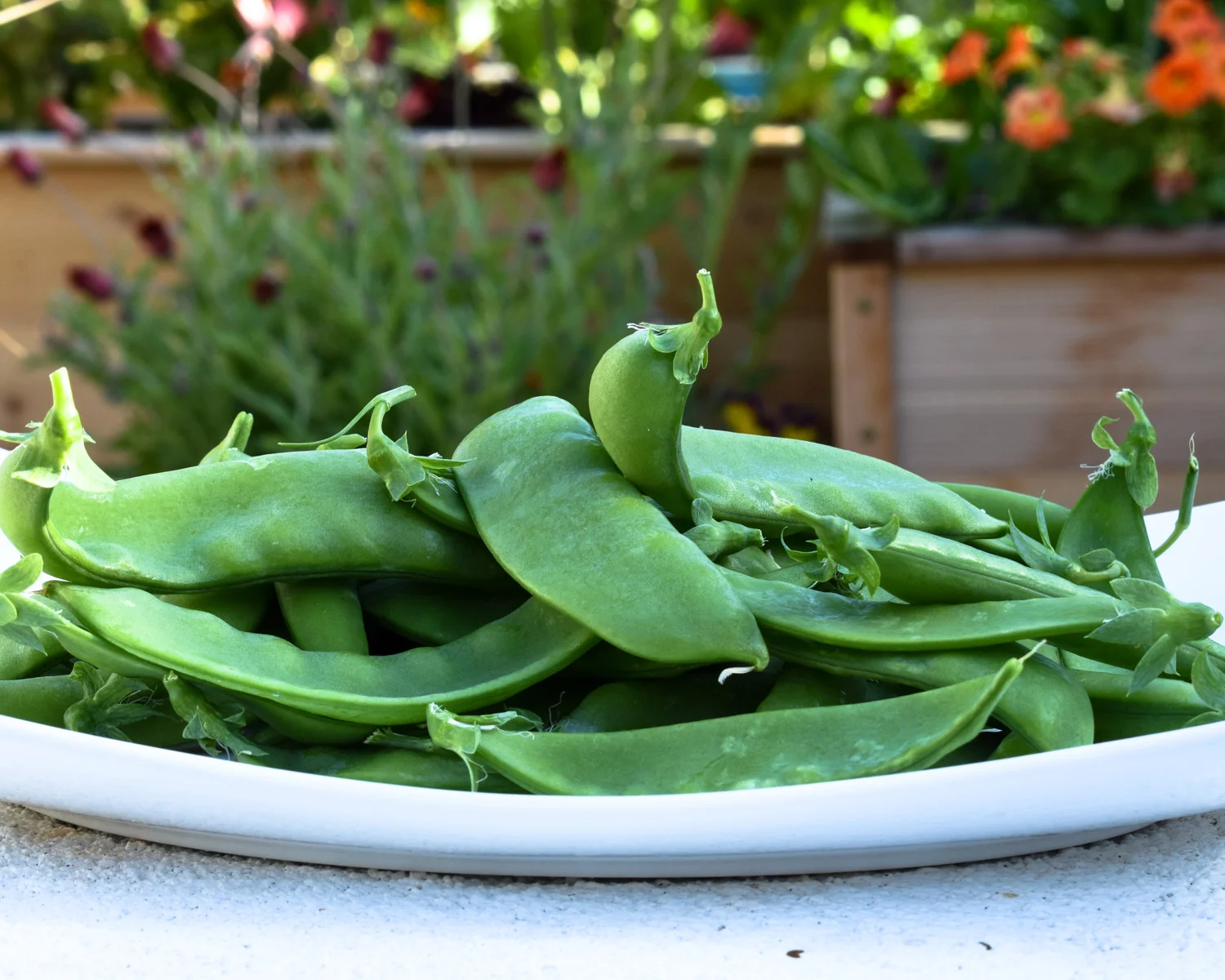 Giant Snow Peas