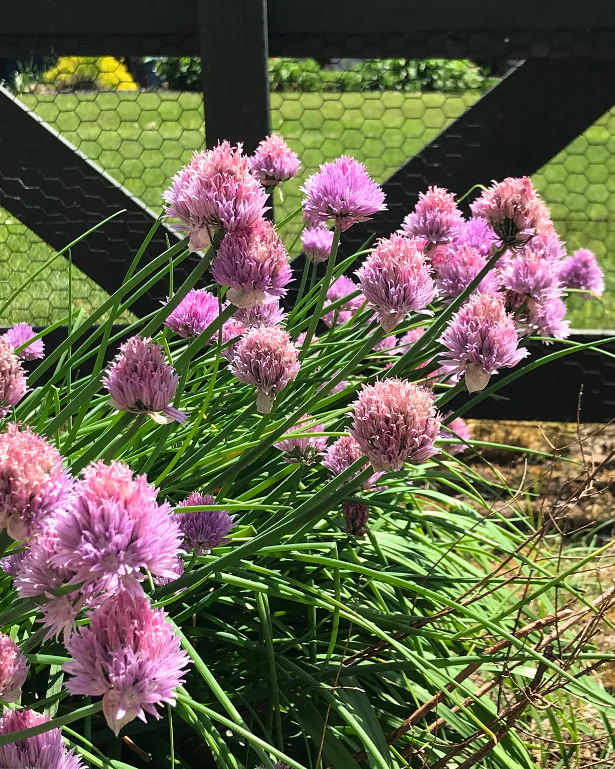 Chive flowers in the garden.