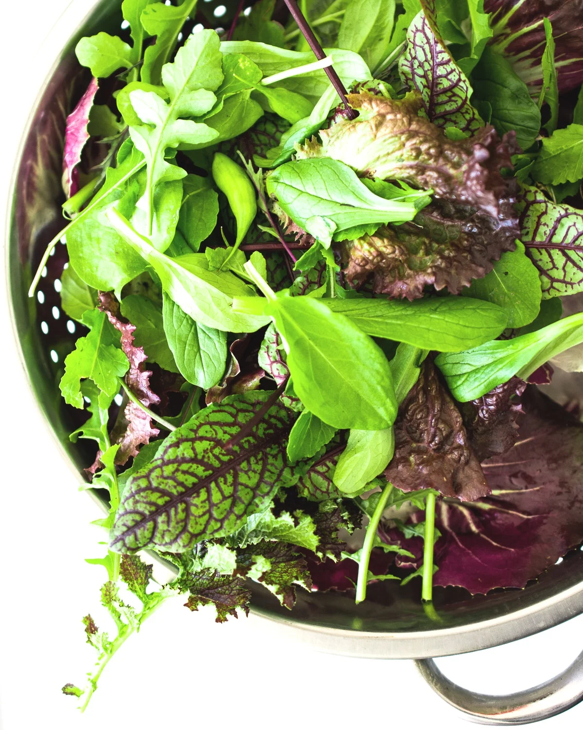 Freshly harvested early greens including red veined sorrel, mache and radicchio.