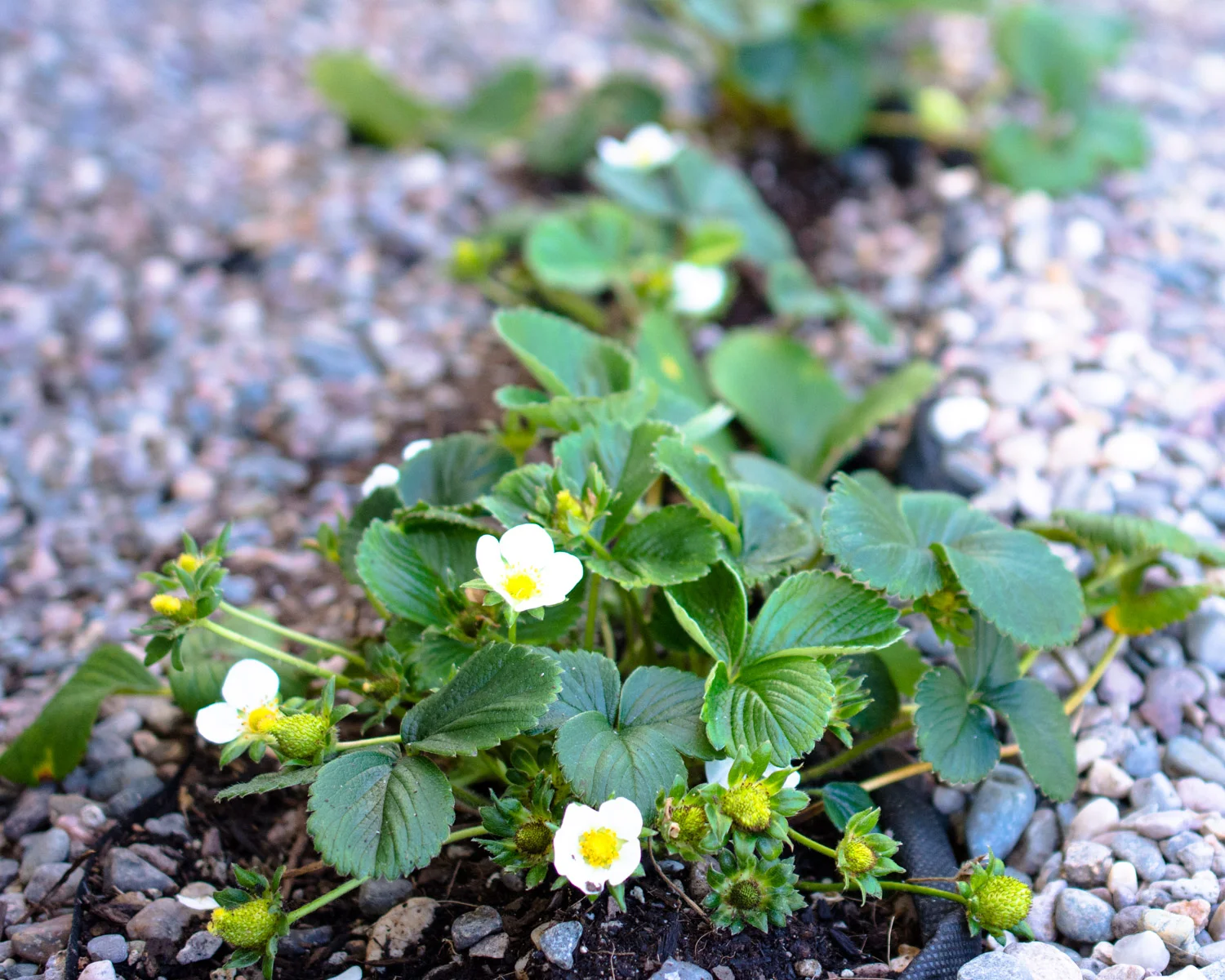 Strawberry plants growing in my garden.
