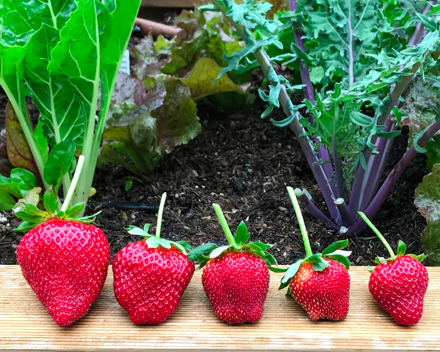 An awesome strawberry harvest from our raised bed garden.