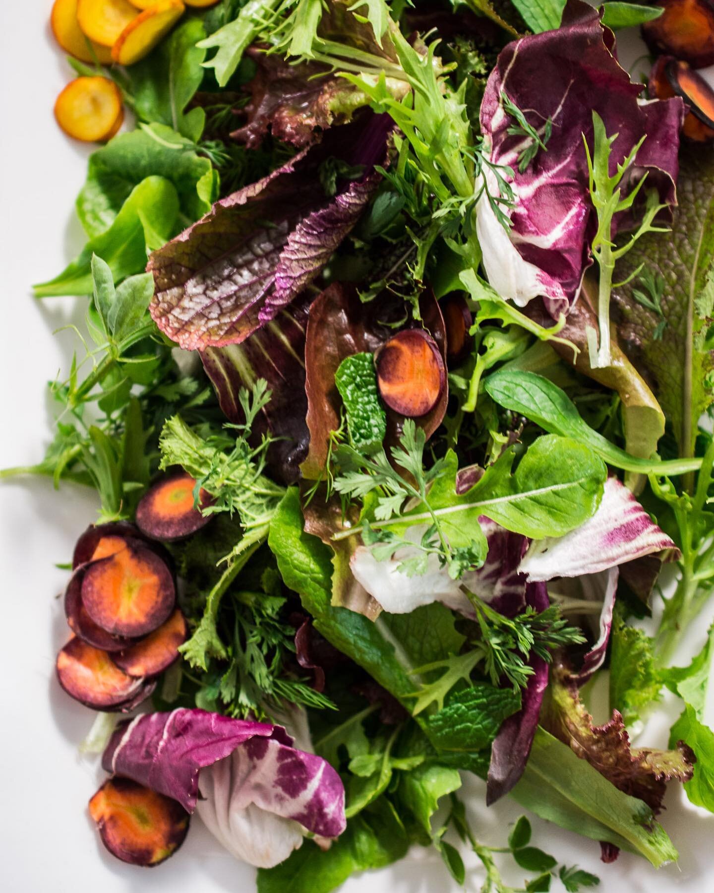 Salad.....💚🥗💚 The time has finally arrived in my new 6b home for starting seeds related to all things salad. Whew! I have missed this part of my California garden. Almost year round, I could walk outside and pull together a creative salad. It beca