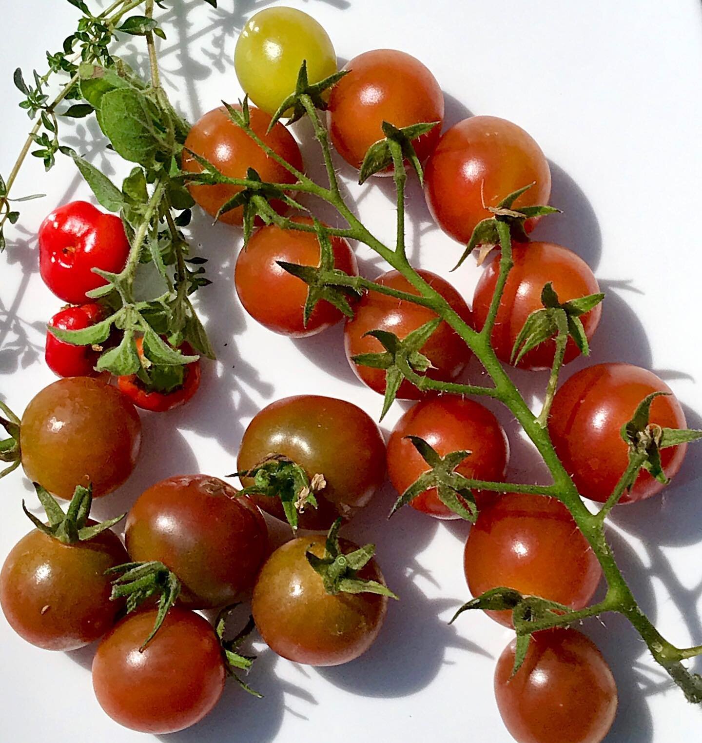 Cherry tomatoes! 💚🍅💚 How can I really complain about life when my biggest problem today is realizing I didn&rsquo;t order any seeds for cherry tomatoes?🤦🏻&zwj;♀️ I have about 4 (really 4) seeds for a yellow cherry in my stash and that is it. Che