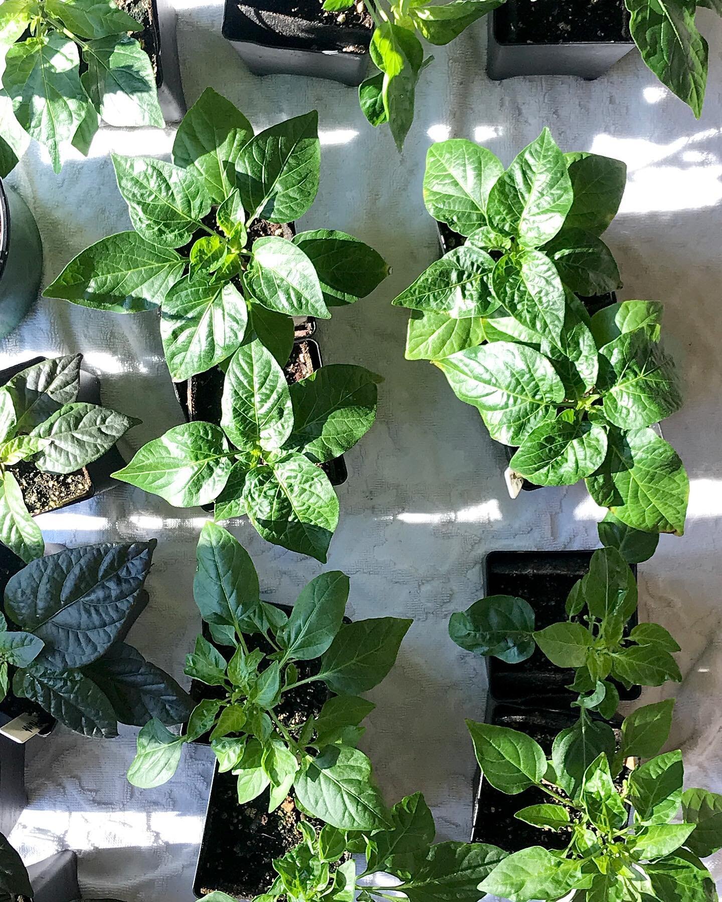 Plant walking.💚🌱💚 A thing? Well, I did walk these pepper plant babies from the grow lights to the outdoors yesterday for the briefest moment of warmish fresh air. For just a little longer my garden efforts are mostly inside. My house is starting t