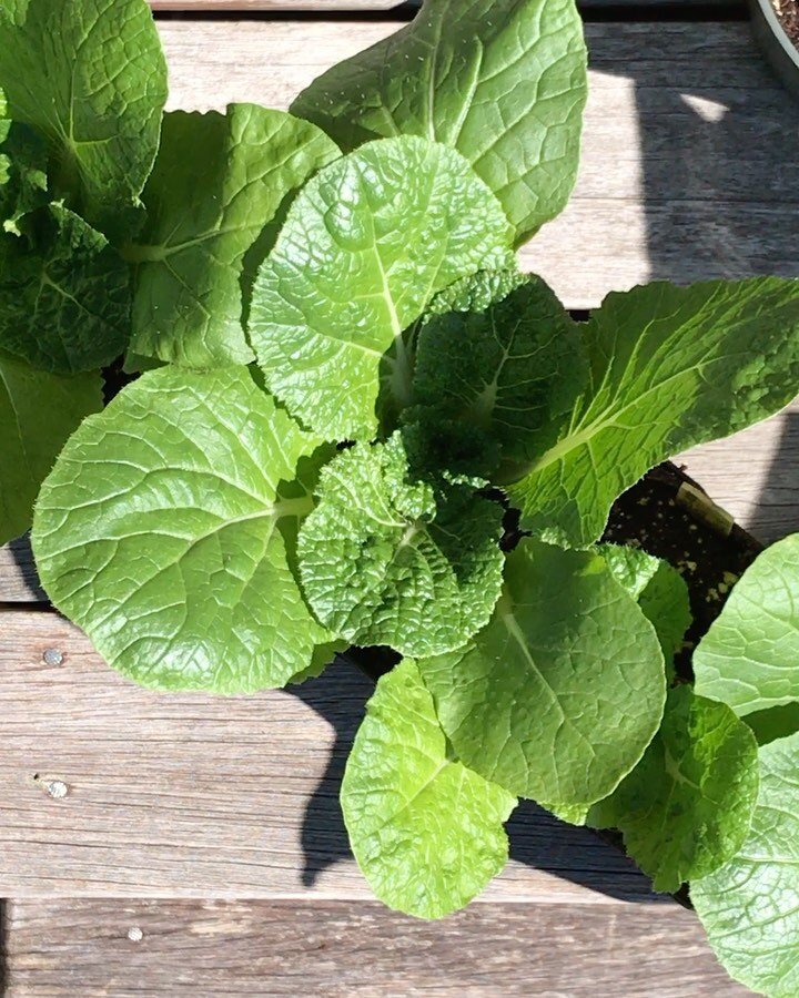 Just a spring teaser. 💚🌱💚 Rhode Island is having a few good warm days just to let us know winter might leave soon. I took the opportunity to let a few plants take in a small amount of sunshine and fresh air - Chinese cabbage, broccoli and peppers.