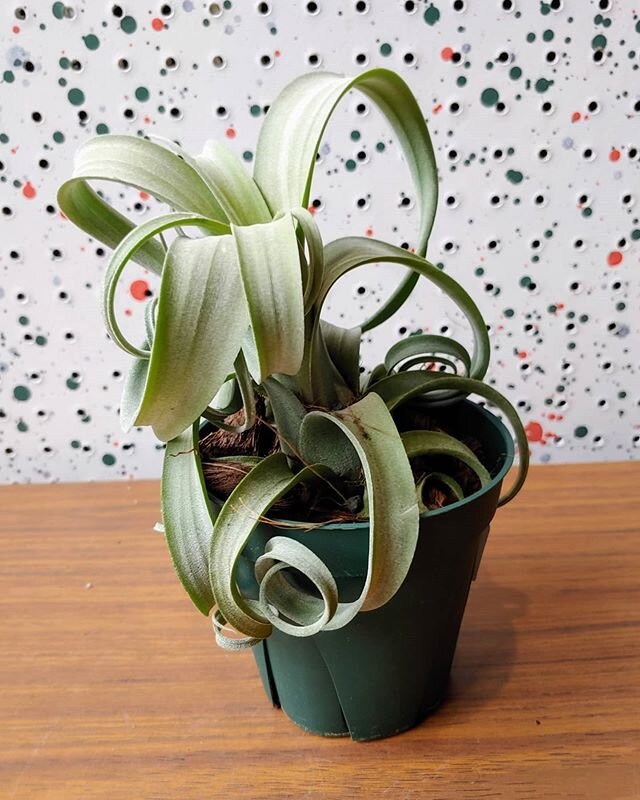 I have a handful of these Tillandsia 'curly slim' hanging out in the shop and I am loving their sculptural presence. Like funny little birds resting out in the shelves....
--
I've been neglecting my air plant section in the store, but I just got a fe