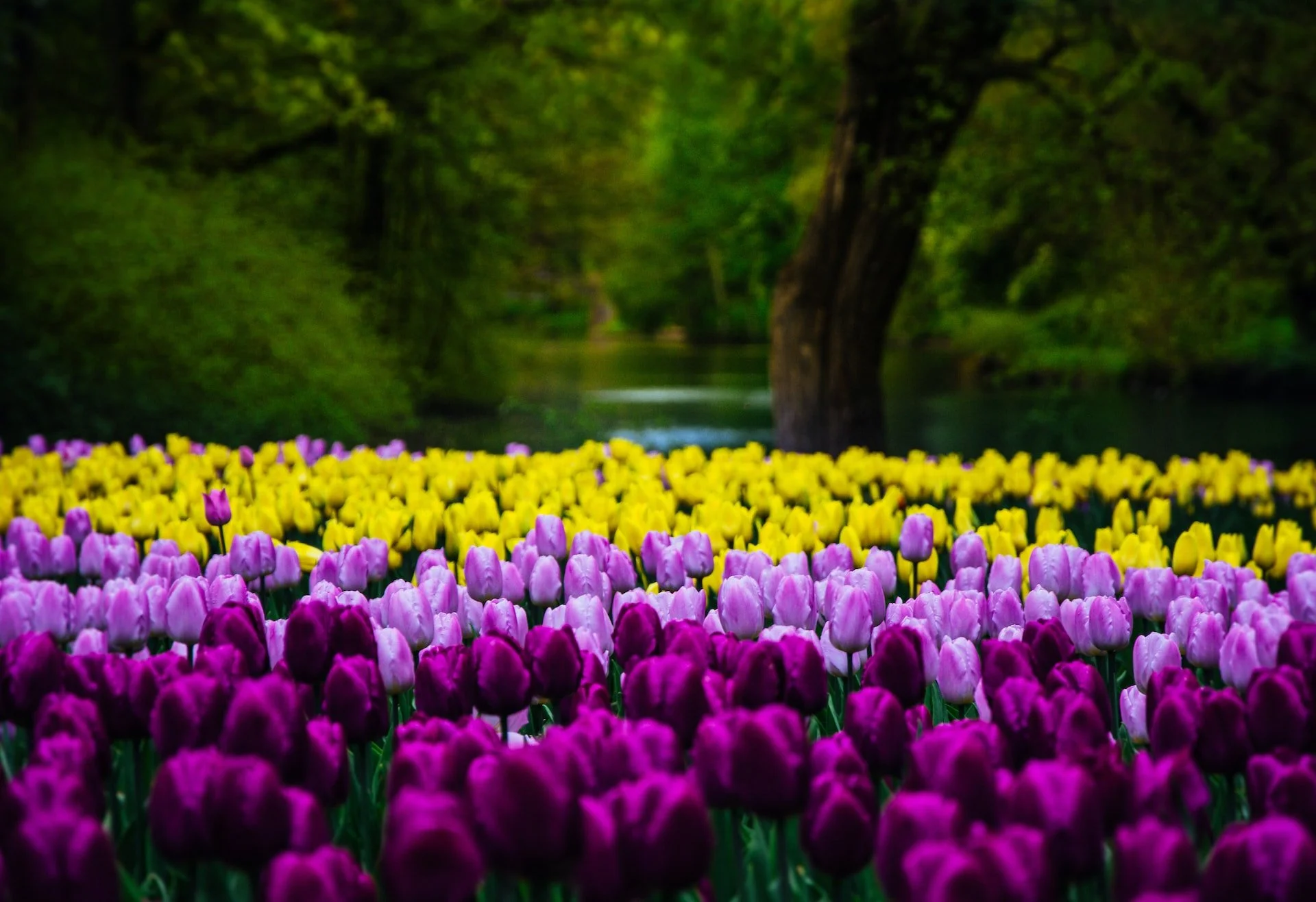 spring gardenjpg.jpg