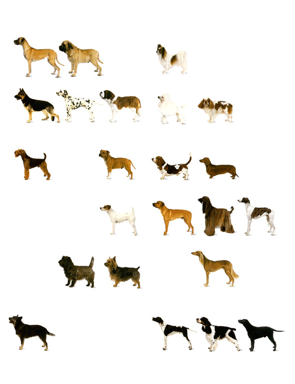 Breeds-of-Dogs.gif