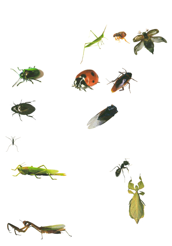 Insects.gif