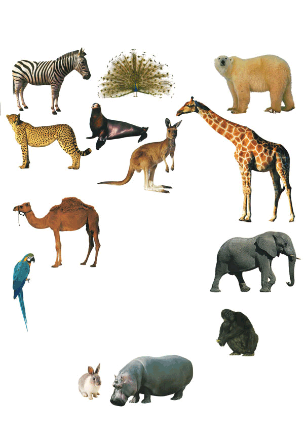 Zoo-Animals.gif